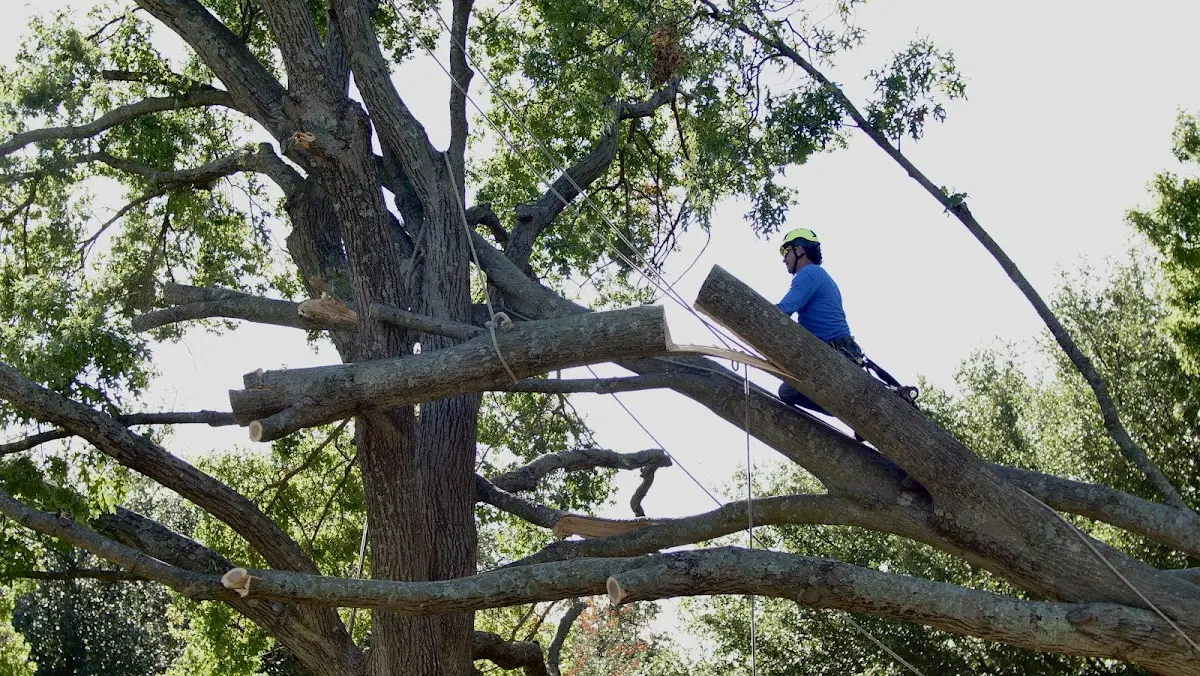 Professional Crown Thinning performed by certified arborists in Mammoth Spring