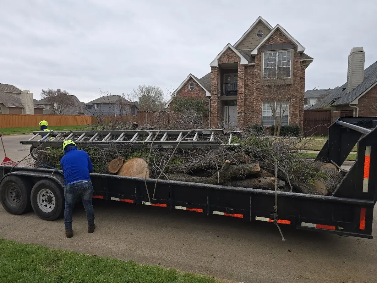 Expert Tree Removal with proper safety equipment in Mammoth Spring